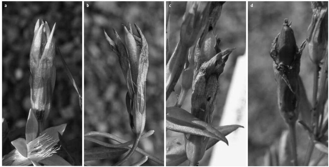 Abb. 5: Frchte von Gentianella bohemica in unterschiedlichen Reifestadien im BG: a) grne Kapsel im unreifen Zustand, b) gelblich verfrbte Kapsel ein bis zwei Tage vor der Samenernte, c) gelb-brunliche, noch geschlossene Kapsel und d) braune, trockenhutige Kapsel im optimalen Zustand fr die Samenernte (kurz vor dem ffnen) (11. Juli 2008).	Fotos: Petra Zillig