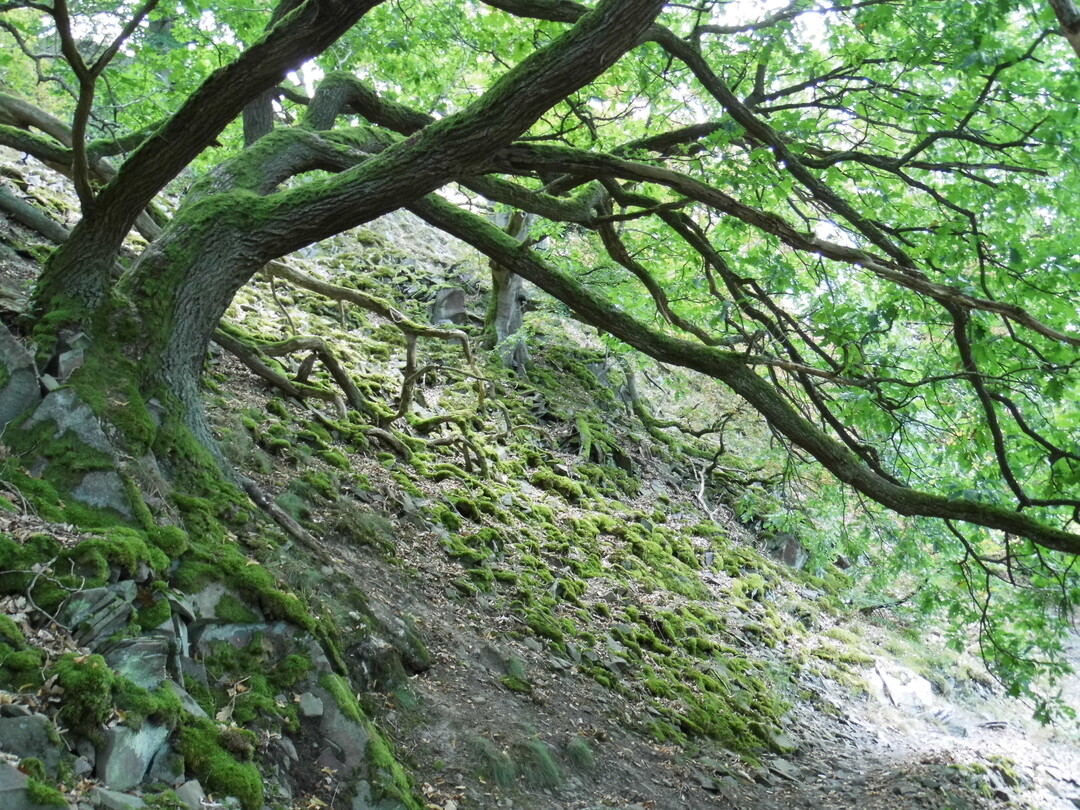 An den Steilhängen des Ederstausee-Nordufers sind 150 ha Urwald-Relikte erhalten geblieben, in denen unter anderem bedrohte holzbewohnende Käfer vorkommen.