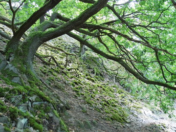 An den Steilhngen des Ederstausee-Nordufers sind 150 ha Urwald-Relikte erhalten geblieben, in denen unter anderem bedrohte holzbewohnende Kfer vorkommen.