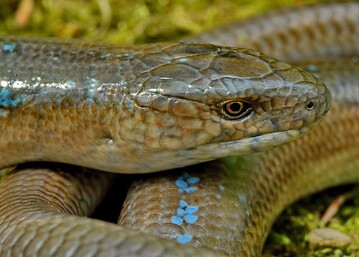 Das Schsische Landesamt fr Umwelt, Landwirtschaft und Geologie (LfULG) hat den ersten Reptilienatlas fr Sachsenverffentlicht.