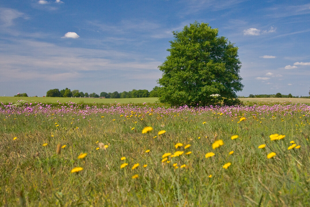 Bluetenreiche Magerrasen sind ein Schlaraffenland für Insekten und eine Augenweide für uns Menschen.
