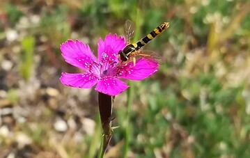Grndachvegetation als Nahrungshabitat fr Insekten.