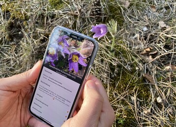 Die App Flora Incognita kann unbekannte Pflanzen bestimmen. Mithilfe der Standortdaten der erfassten Pflanzenarten entstehen auerdem wertvolle Datenstze. 