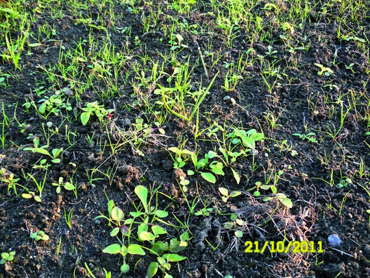 Blumenwiese vier Wochen nach Aussaat
