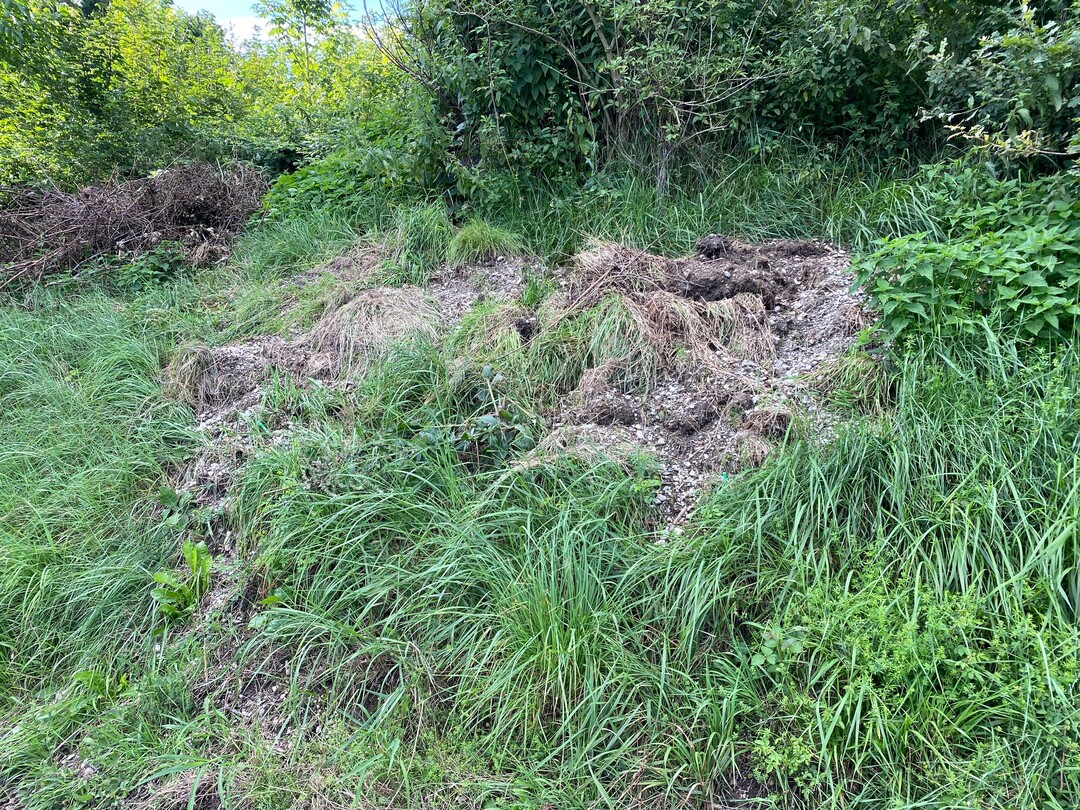  Es ist eine weit verbreitete Unsitte, Gehlzschnitt oder Boden, der beim Wegebau oder beim Schlen des Banketts anfllt, auf die Bschungen zu werfen. Dadurch wird nicht nur die oft wertvolle Vegetationsdecke zerstrt. Fulnisprozesse und unkontrollierte Nhrstofffreisetzungen fhren zur Dominanz stickstoffliebender Arten, wie Brennnesseln. Eine fachgerechte Pflege wird unmglich.
