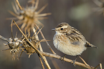 Verluste bei den Wiesenbrtern: In den letzten 10 Jahren ist beispielsweise die Zahl der Braunkehlchen-Reviere im Vogelschutzgebiet Westerwald um 70% zurckgegangen.