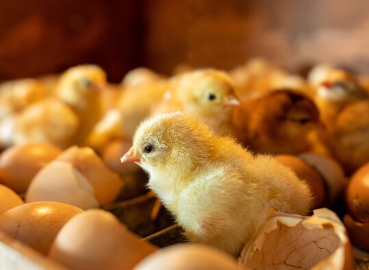 Ein neuer Bericht des Animal Welfare Committee (AWC) spricht sich für ein Verbot des Kükentötens in Großbritannien aus.