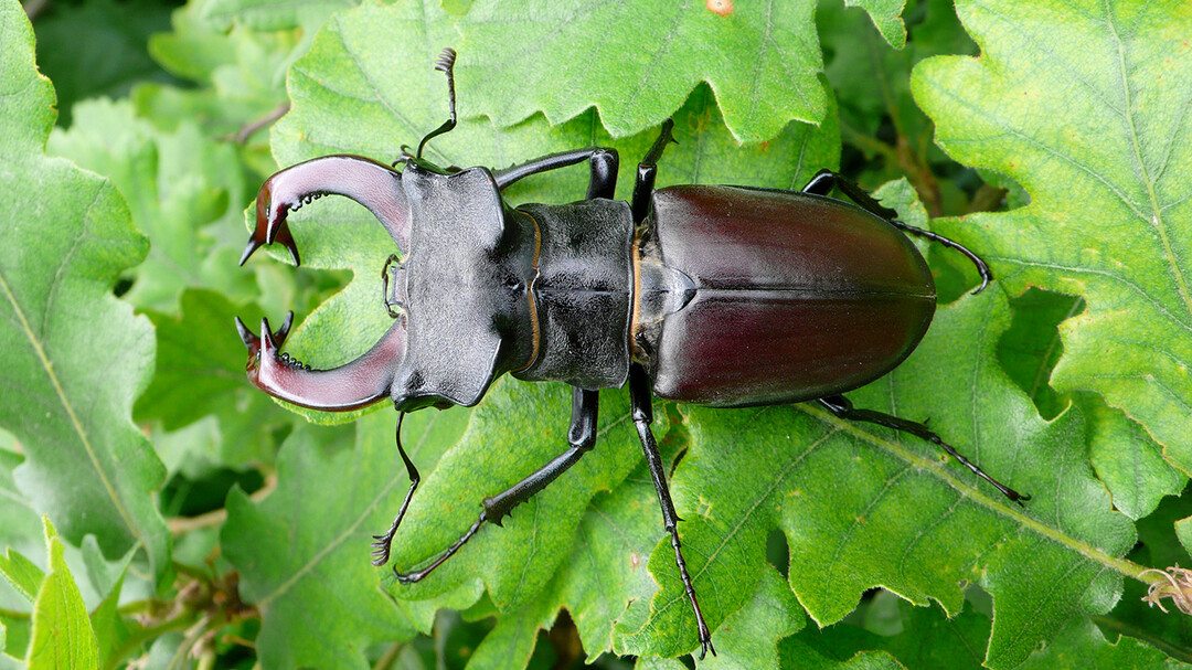 Seltener Wegbegleiter: Der abgebildete Horschkfer (Lucanus cervus) ist in der Schweiz gefhrdet.