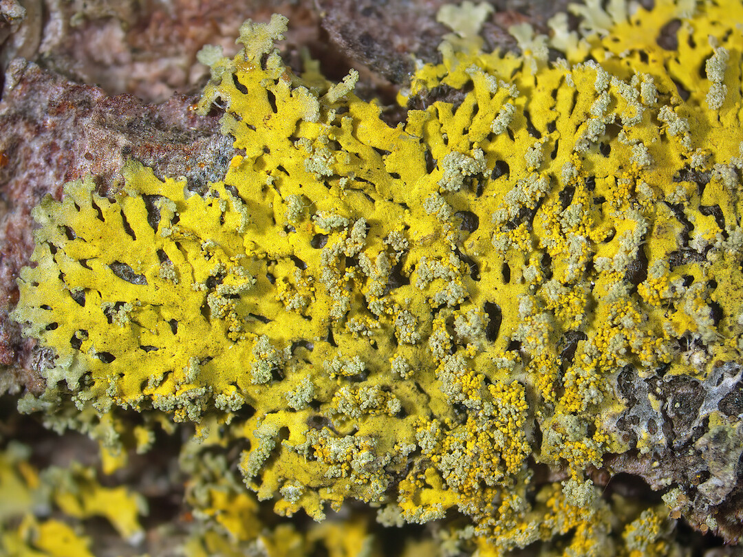 Die Gewöhnliche Leuchterflechte (Candelaria concolor) ist häufig auf Stadtbäumen anzutreffen. In einer neuen Studie fanden WissenschaftlerInnen heraus, dass sie einer sehr ungewöhnlichen Pilzgruppe angehört und nicht direkt mit der Mehrzahl der bekannten Flechten verwandt ist.