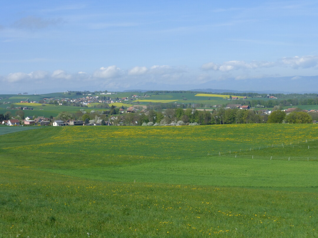 Eine typische Agrarlandschaft im Schweizer Mittelland, dominiert von intensiven Fettwiesen und -weiden und Ackerland.