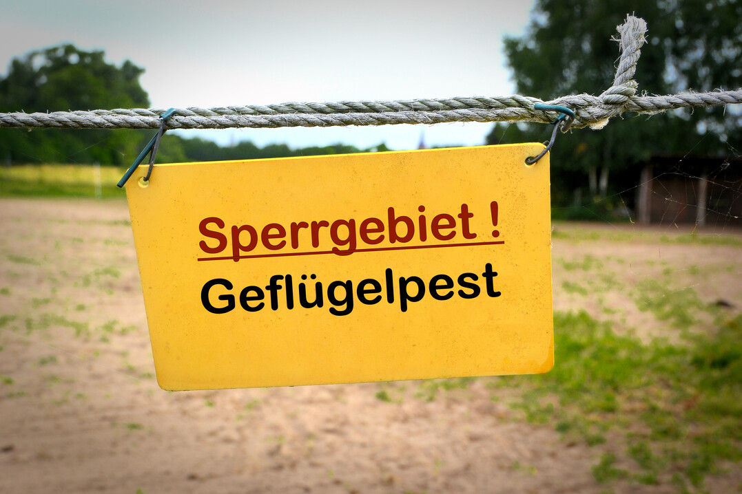 Der Kreis Steinburg in Schleswig-Holstein meldet den Ausbruch der Geflügelpest in einem Putenbetrieb mit 11.000 Tieren.