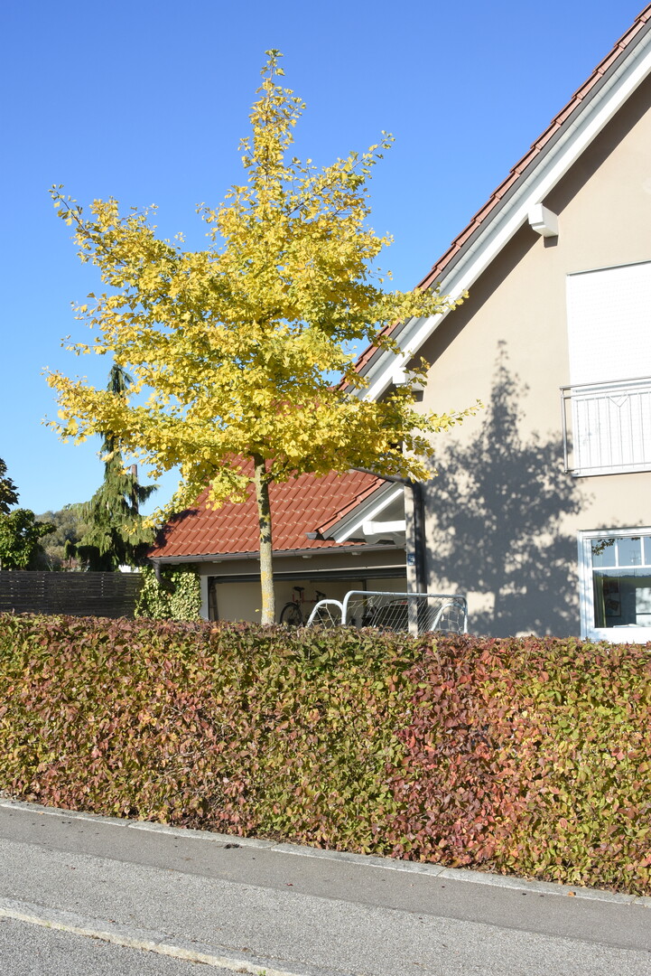 Diese Hecke aus der heimischen Kornelkirsche (Cornus mas) blht nicht nur im Februar/Mrz in hellem Gelb - sie trgt spter auch noch essbare Frchte und lsst sich wie Hainbuche oder Buche schneiden. Als Hausbaum wurde ein Gingko (Gingko biloba) gewhlt.