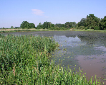 Alte Elbe bei Klieken in Sachsen-Anhalt