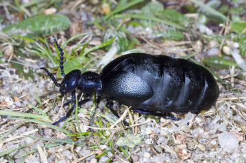 Der Schwarzblaue lkfer (Meloe proscarabaeus) wird 10 bis 35 Millimeter lang und hat es in sich: Er besitzt ein hochgradig wirksames Gift.