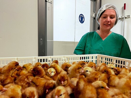 Einem Team der TH OWL um Professorin Dr. Helene Dörksen war es im Labor gelungen, das Geschlecht von Hühnereiern schon ab dem dritten Bruttag zu bestimmen.