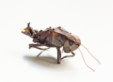 Bei der gngigen Mhpraxis werden zahlreiche Insekten gettet, so wie diese Sumpfschrecke. Insektenfreundliche Mhtechnik lsst mehr Insekten am Leben.
