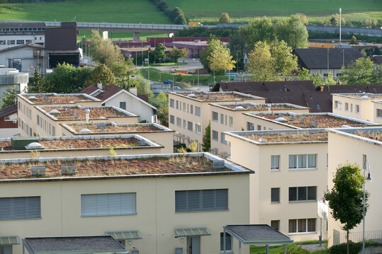 Dachbegrnung bei
Wohnberbauung in
Sissach (BL): Bei grsseren
Neubebauungen
knnen mit einer kologischen
Dachbegrnung
bedeutende
Ruderalflchen geschaffen
werden.