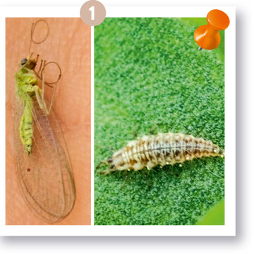  Adultes Tier (links) und Larve (rechts) der Gemeinen Florfliege 