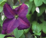Hier gibt Clematis viticella den Ton an: Sommerblüher ‘Little Butterfly