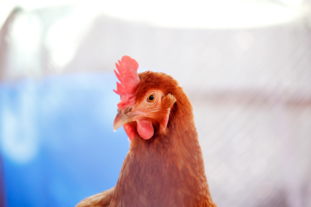 Die Gesamtzahl der eingestallten Legehennen in den USA hat im zurückliegenden Jahrzehnt 
um 70 Mio. Tiere zugenommen. Wenngleich es kein kontinuierlicher Anstieg war.