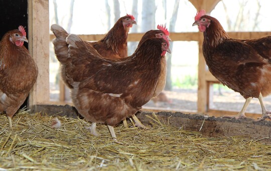 Das Risiko der Vogelgrippe Übertragung ist in Thüringen besonders hoch. Das liegt an der 
Vielzahl an Kleinhaltungen – eine Besonderheit des Bundeslandes.