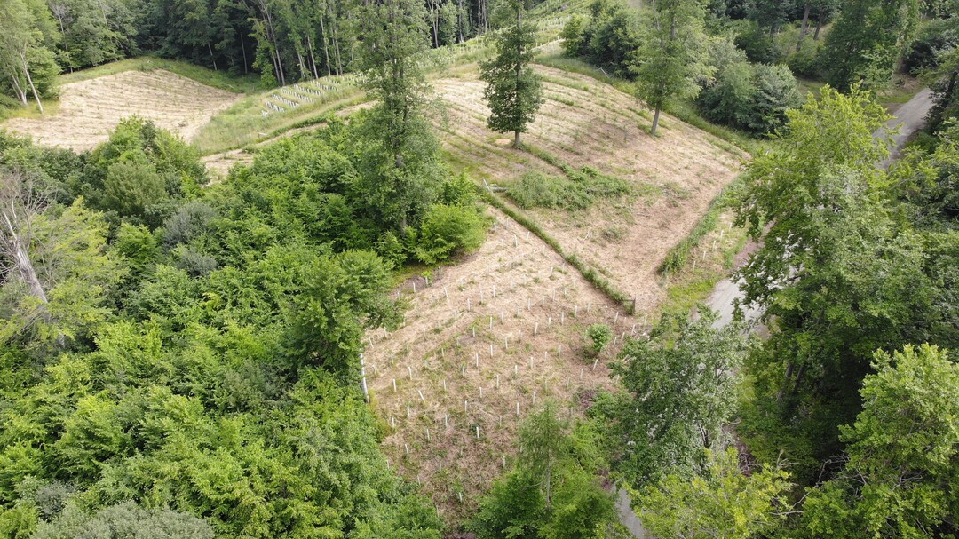 Wiederaufforstungsflche im Gemeinschaftswald