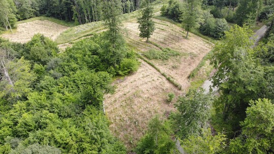 Wiederaufforstungsflche im Gemeinschaftswald