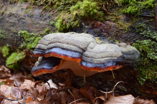 Wo Totholz im Wald bleibt, siedeln sich bald Baumpilze an.