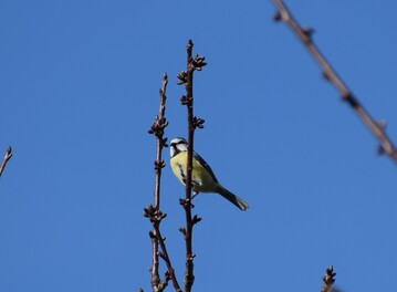 Blaumeise