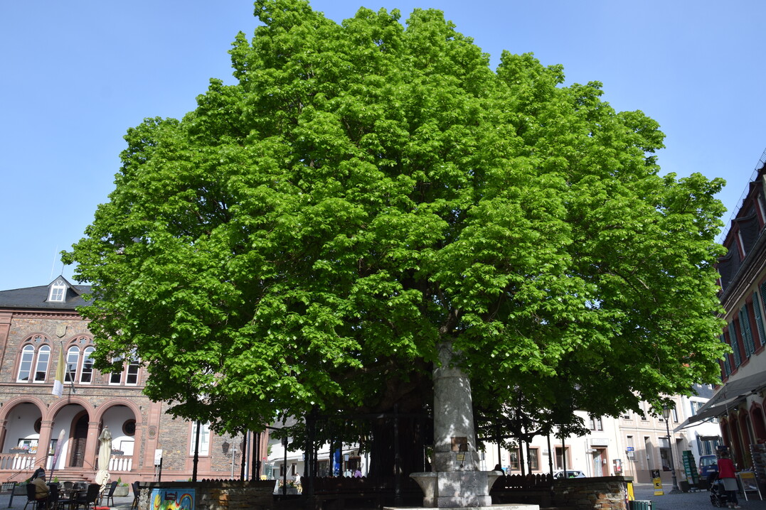 Auch im Stadtzentrum knnen alte Bume gut erhalten werden. Besonders im Zuge des Klimawandels und des verstrkten Nutzungsdrucks auf den Flchen braucht es aber gut Pflege- und Schutzkonzepte fr Bestandsgrn.