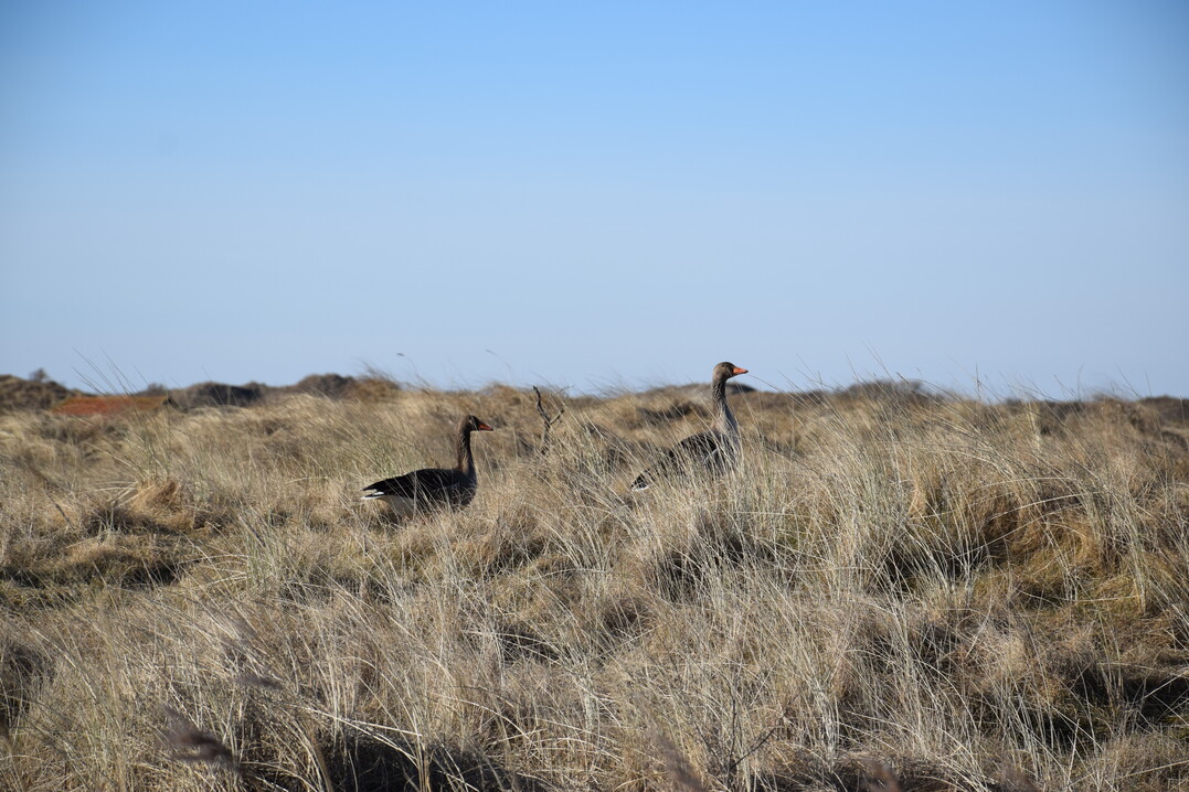 Der Nationalpark Niedersächsisches Wattenmeer ist für Zugvögel von größter Bedeutung. Die CDU auf Baltrum fordert nun den Austritt aus dem Nationalpark.