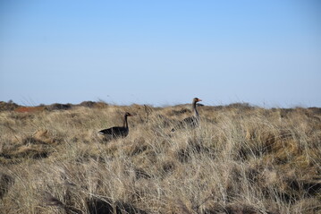 Der Nationalpark Niederschsisches Wattenmeer ist fr Zugvgel von grter Bedeutung. Die CDU auf Baltrum fordert nun den Austritt aus dem Nationalpark.