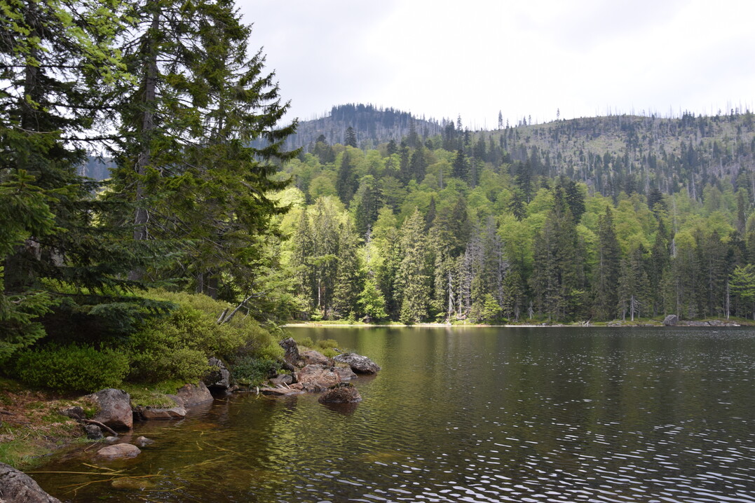 Rachelsee im Nationalpark Bayerischer Wald
