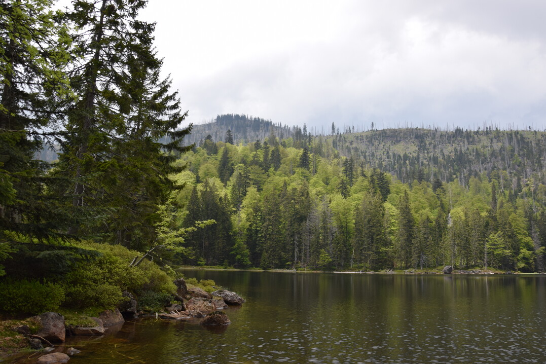 Rachelsee im Nationalpark Bayerischer Wald