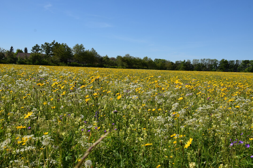 Artenreiche Berg-Mhwiese