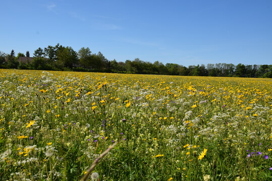 Artenreiche Berg-Mhwiese