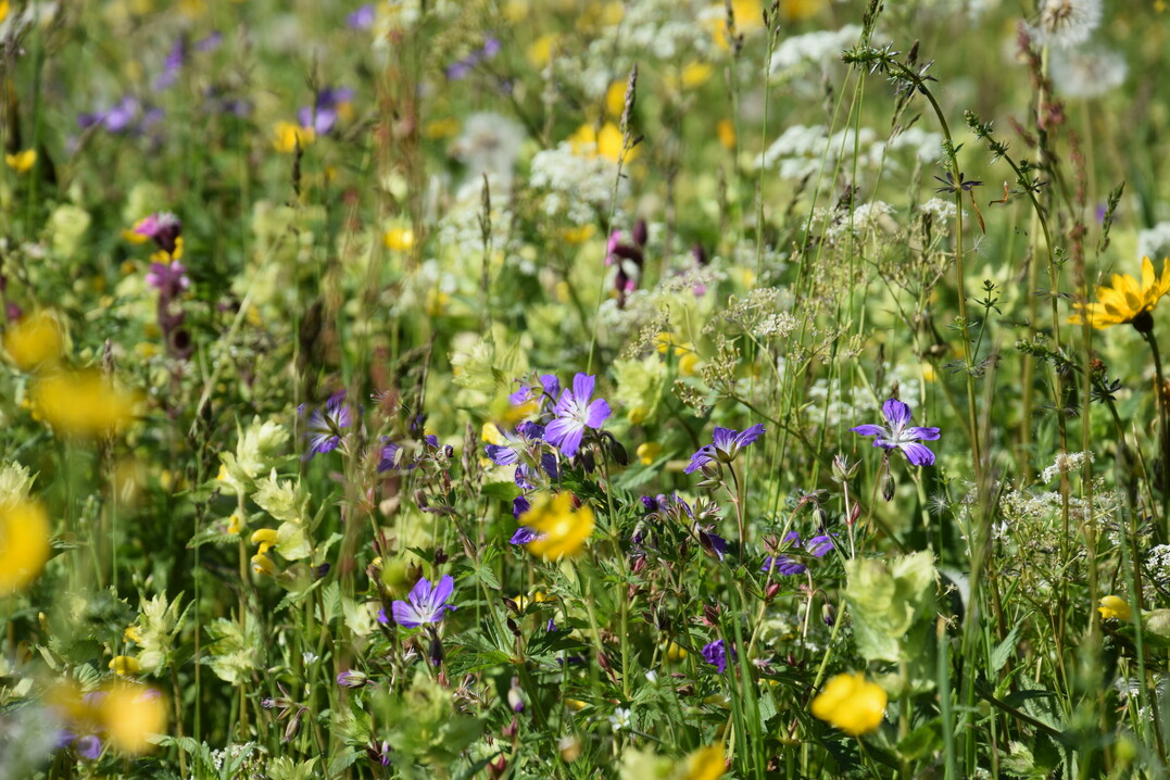 Extensive Wiesenflchen - hier mit Storchschnabel, Klappertopf und Hahnenfu - bereichern das Nektar- und Pollenangebot im ffentlichen Grn enorm.