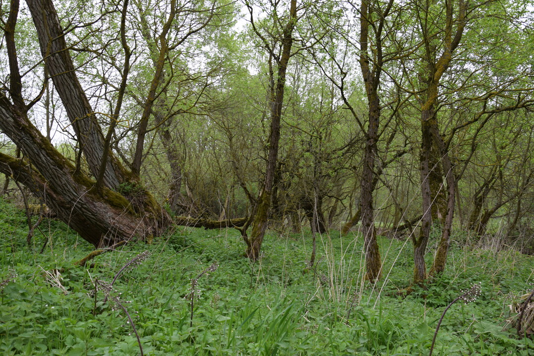 Auwälder sind auf regelmäßige Überschwemmungen angewiesen, um ihren Artenreichtum zu erhalten.