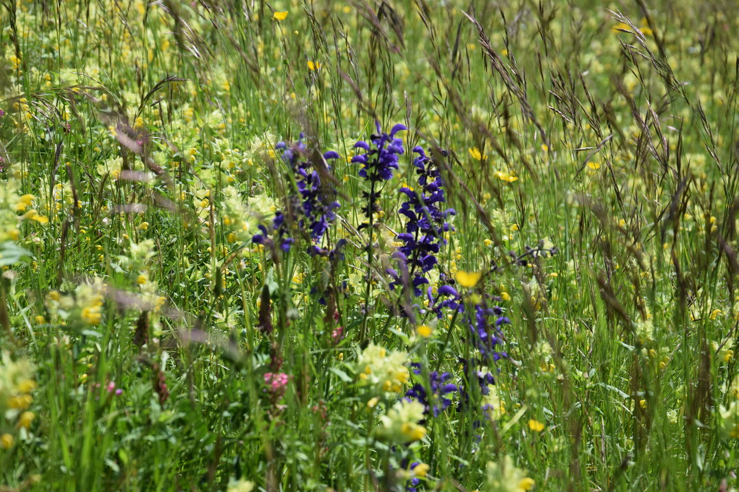 Die Extensivierung von Wiesenflchen frdert krautige Arten. Es braucht aber eine entsprechende Ausmagerung der Flchen, wenn bestimmte Pflanzengesellschaften gefrdert werden sollen.