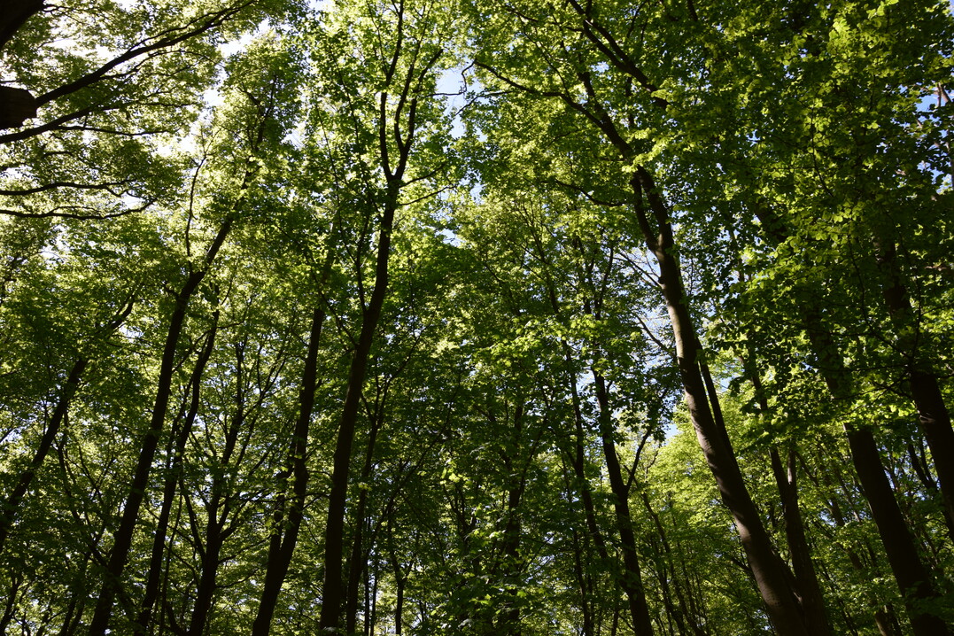 Der Wald ist nderungen durch den Klimawandel unterworfen.
