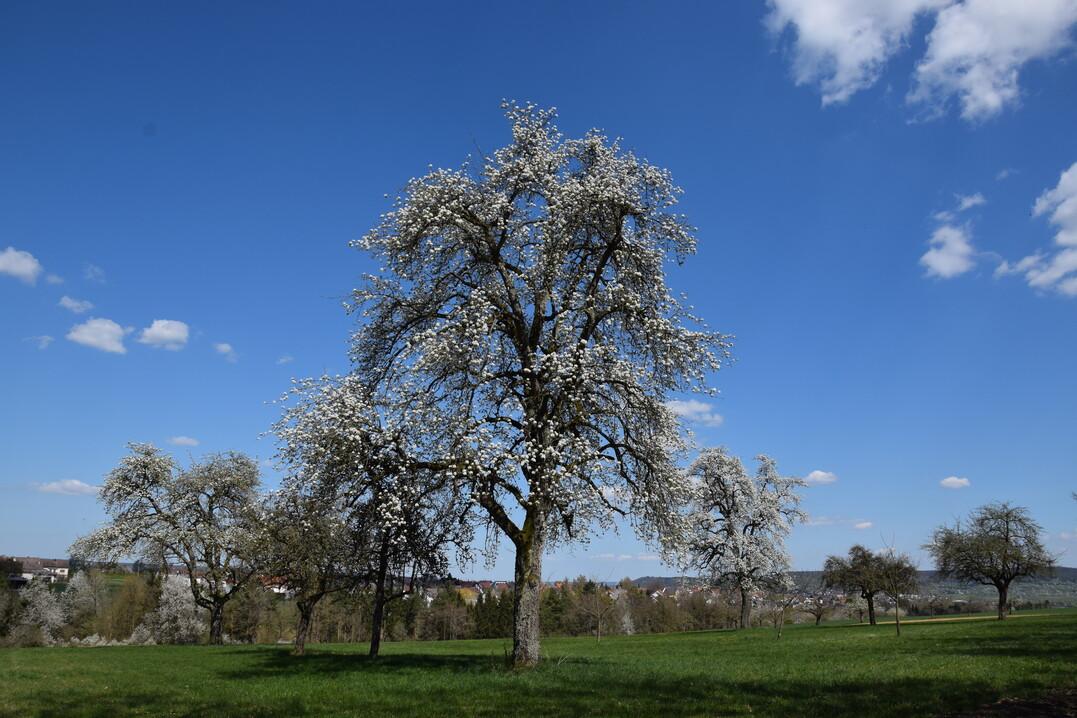 Alte Streuobstbume bieten nicht nur Nektar und Pollen, sondern auch zahlreiche (Nist-)Habitate fr Insekten, Vgel und Sugetiere.
