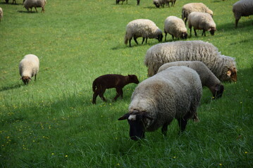 Schafe beim Weiden