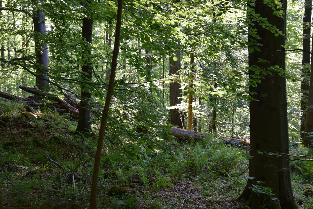 Abwechslungsreiche Mischwlder mit verschiedenen Altersklassen und lichten Bereichen frdern zahlreiche Tierarten.