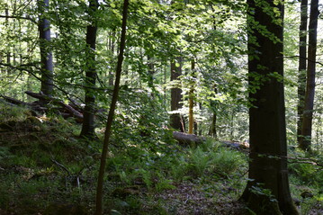 Der Hambacher Forst darf vorerst nicht gerodet werden. Das hat das Oberverwaltungsgericht Mnster heute entschieden.