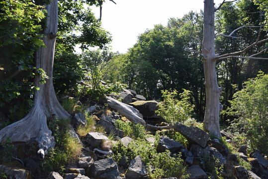 Felsige Kuppe im Wald: Totholz und offene Flchen erhhen die Biodiversitt.