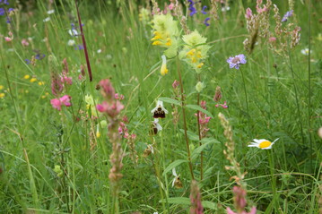 Extensive gepflegte Wiese auf magerem Standort: Hier wachsen Hummel-Ragwurz, Klappertopf, Salbei und zahlreiche andere Arten.