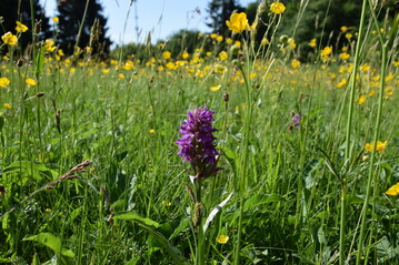 Dactylorhiza majalis ist eine der etwa 250 Verantwortungsarten Deutschlands.