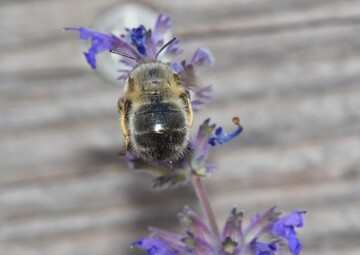 Das Insektenschutzpaket bestehend aus der nderung des Bundesnaturschutzgesetzes und einer Novelle der Pflanzenschutz-Anwendungsverordnung droht zum Ende der Legislaturperiode am Widerstand von CDU/CSU im Bundestag und auf Landesebene zu scheitern. 