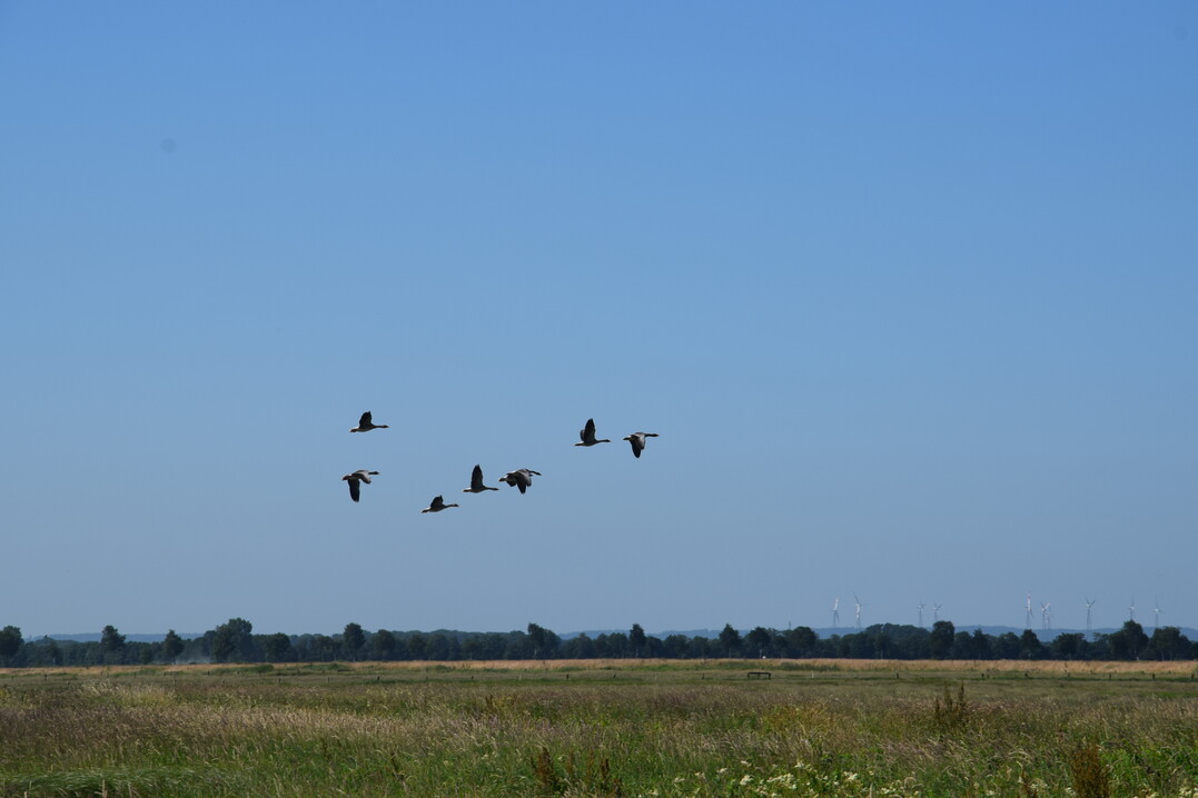 Durch die Gänsejagd mit Bleischrot werden immer wieder Seeadler vergiftet, die von den Kadavern fressen.