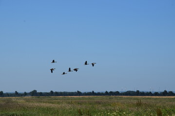 Durch die Gnsejagd mit Bleischrot werden immer wieder Seeadler vergiftet, die von den Kadavern fressen.